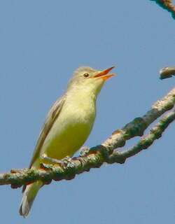 绿篱莺 / Icterine Warbler / Hippolais icterina