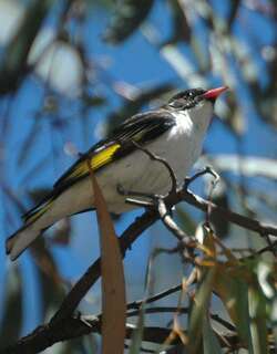 彩蚊蜜鸟 / Painted Honeyeater / Grantiella picta