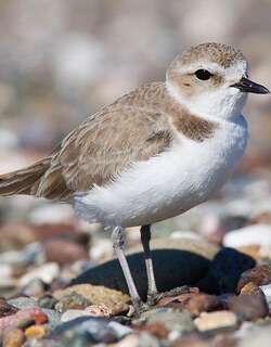 雪鸻 / Snowy Plover / Charadrius nivosus