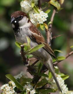 意大利麻雀 / Italian Sparrow / Passer italiae