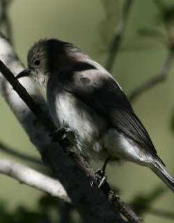 沃氏蜜䴕 / Brown-backed Honeybird / Prodotiscus regulus