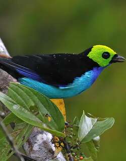 仙唐加拉雀 / Paradise Tanager / Tangara chilensis