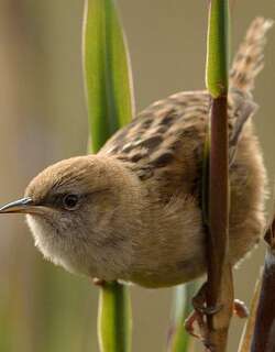 阿氏沼泽鹪鹩 / Apolinar’s Wren / Cistothorus apolinari