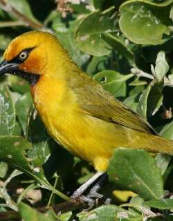 眼斑织巢鸟 / Spectacled Weaver / Ploceus ocularis