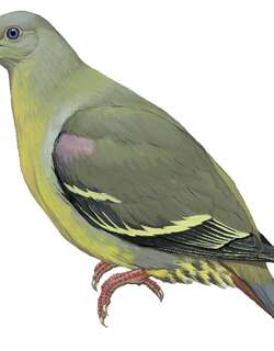 科摩罗绿鸠 / Comoros Green Pigeon / Treron griveaudi