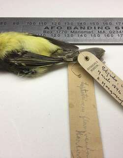 褐眼先姬霸鹟 / Rufous-lored Tyrannulet / Phylloscartes flaviventris