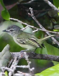 灰顶霸鹟 / Grey-crowned Flatbill / Tolmomyias poliocephalus