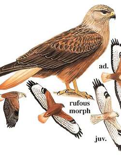 棕尾鵟 / Long-legged Buzzard / Buteo rufinus