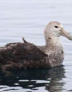 巨鹱 / Southern Giant Petrel / Macronectes giganteus