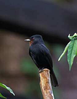 柔羽黑霸鹟 / Velvety Black Tyrant / Knipolegus nigerrimus
