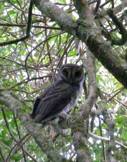 乌草鸮 / Greater Sooty Owl / Tyto tenebricosa