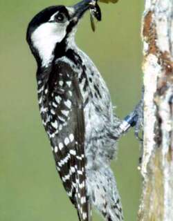 红顶啄木鸟 / Red-cockaded Woodpecker / Leuconotopicus borealis