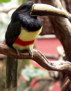黑颈簇舌巨嘴鸟 / Black-necked Aracari / Pteroglossus aracari