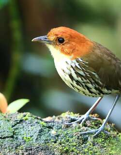 栗顶蚁鸫 / Chestnut-crowned Antpitta / Grallaria ruficapilla