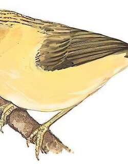 金头穗鹛 / Golden Babbler / Cyanoderma chrysaeum