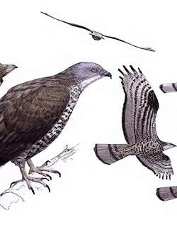 鹃头蜂鹰 / European Honey Buzzard / Pernis apivorus