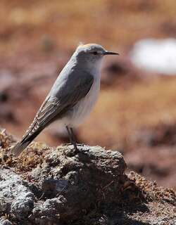 棕颈地霸鹟 / Rufous-naped Ground Tyrant / Muscisaxicola rufivertex