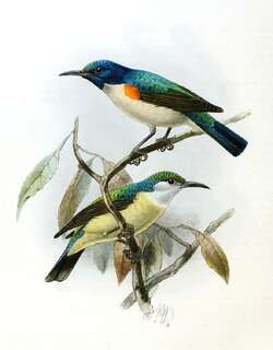 紫尾食蜜鸟 / Violet-tailed Sunbird / Anthreptes aurantius