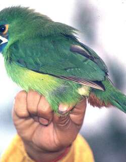 黑喉巨嘴鸟 / Black-throated Toucanet / Aulacorhynchus atrogularis