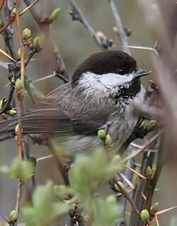 川褐头山雀 / Sichuan Tit / Poecile weigoldicus