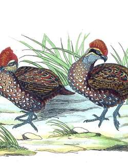 纹颊林鹑 / Stripe-faced Wood Quail / Odontophorus balliviani