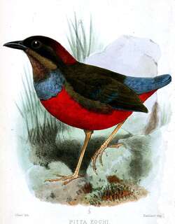 吕宋八色鸫 / Whiskered Pitta / Erythropitta kochi