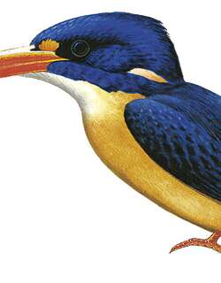 新乔治亚三趾翠鸟 / New Georgia Dwarf Kingfisher / Ceyx collectoris