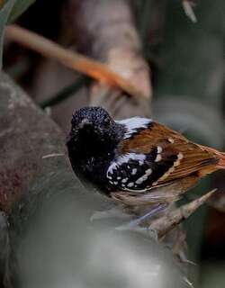栗尾蚁鸟 / Southern Chestnut-tailed Antbird / Sciaphylax hemimelaena