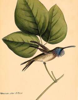 瑰丽蜂鸟 / Lucifer Sheartail / Calothorax lucifer