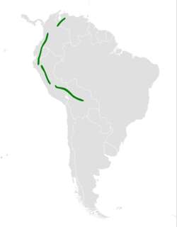 淡脚南美燕 / Pale-footed Swallow / Notiochelidon flavipes