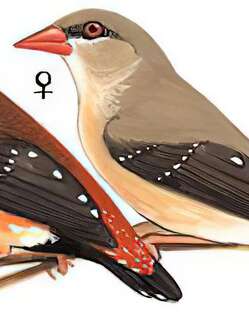 红梅花雀 / Red Avadavat / Amandava amandava