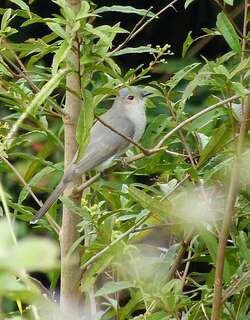 灰美洲鹃 / Ash-colored Cuckoo / Coccycua cinerea