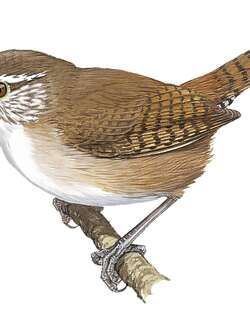 安省苇鹪鹩 / Antioquia Wren / Thryophilus sernai