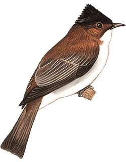 栗背短脚鹎 / Chestnut Bulbul / Hemixos castanonotus