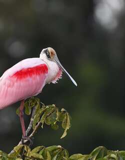 粉红琵鹭 / Roseate Spoonbill / Platalea ajaja