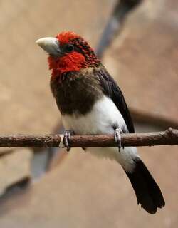褐胸拟䴕 / Brown-breasted Barbet / Lybius melanopterus