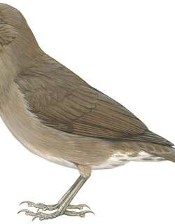 巴西裸眼鸫 / Varzea Thrush / Turdus sanchezorum