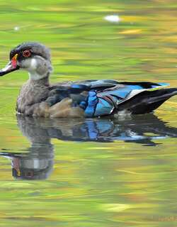 林鸳鸯 / Wood Duck / Aix sponsa
