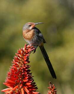 格氏食蜜鸟 / Gurney’s Sugarbird / Promerops gurneyi