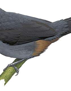 灰窜鸟 / Ash-colored Tapaculo / Myornis senilis