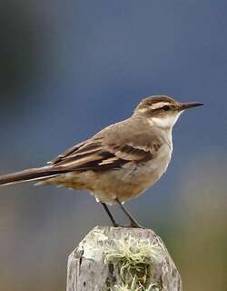 长尾抖尾地雀 / Long-tailed Cinclodes / Cinclodes pabsti