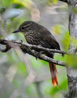 黄眉拾叶雀 / Buff-browed Foliage-gleaner / Syndactyla rufosuperciliata