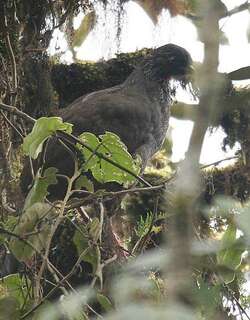 安第斯冠雉 / Andean Guan / Penelope montagnii