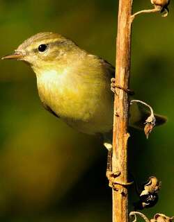 伊比利亚柳莺 / Iberian Chiffchaff / Phylloscopus ibericus
