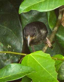 白枕黑织雀 / Maxwell’s Black Weaver / Ploceus albinucha