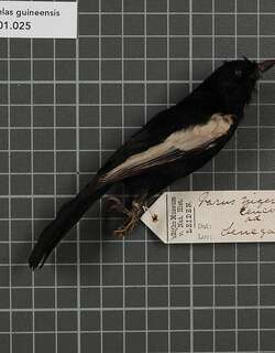白肩黑山雀 / White-shouldered Black Tit / Melaniparus guineensis