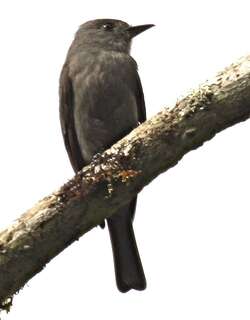 纯色蚁鵙 / Uniform Antshrike / Thamnophilus unicolor