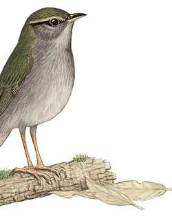 灰腹地莺 / Grey-bellied Tesia / Tesia cyaniventer