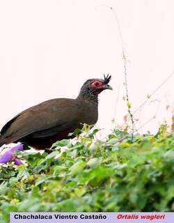 棕腹小冠雉 / Rufous-bellied Chachalaca / Ortalis wagleri
