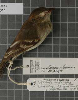 棕顶拟霸鹟 / Rufous-crowned Elaenia / Elaenia ruficeps